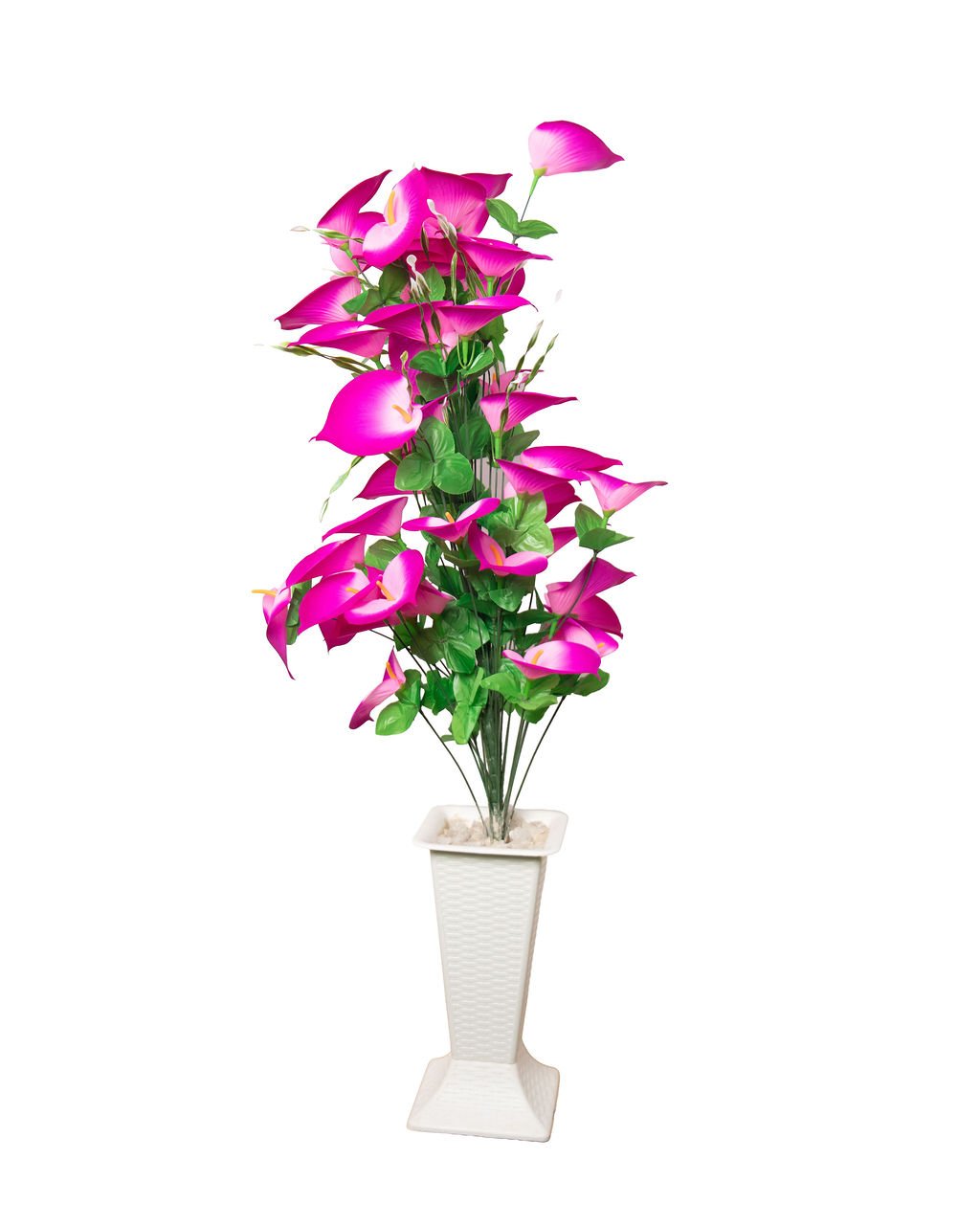 Pink Bougainvillea Tree